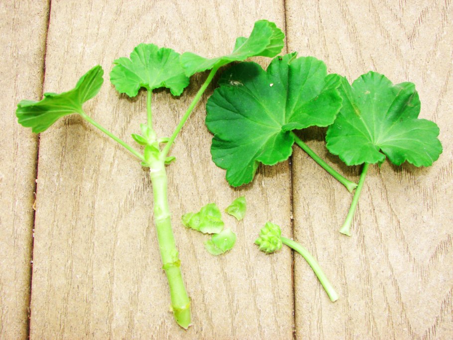 Пеларгония герань рассада