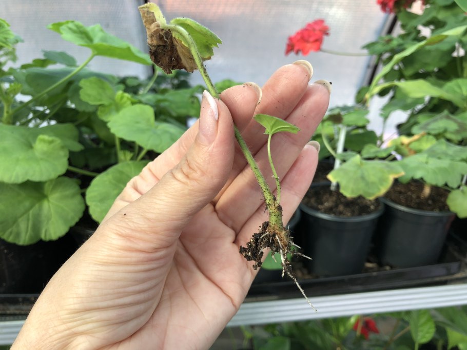 How to propagate Geraniums from Cuttings