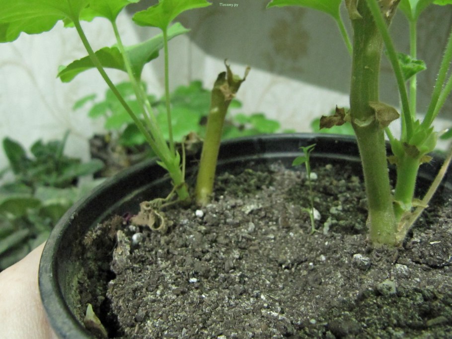 Рассада герани черенками