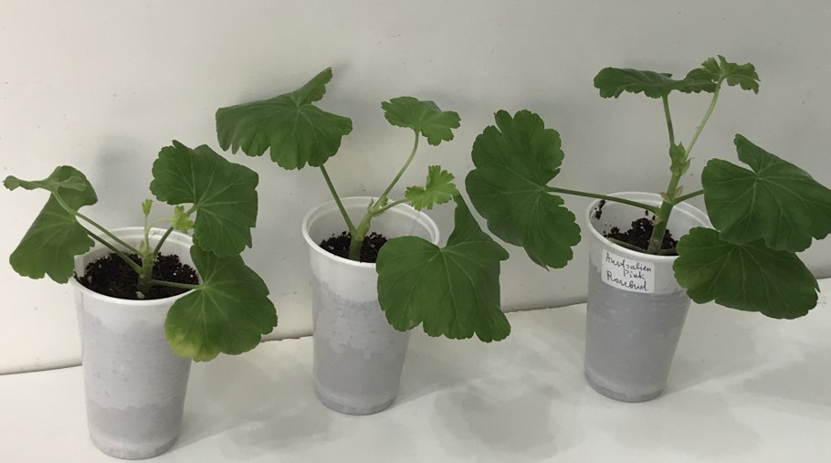 Стеблевой черенок герани