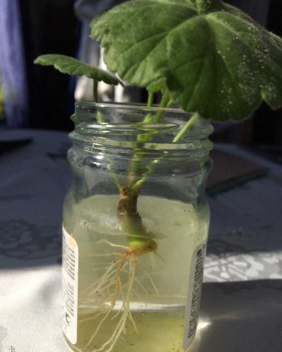 Черенковать розмарин