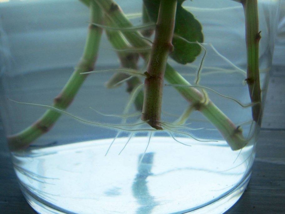 Пеларгония Королевская рассада