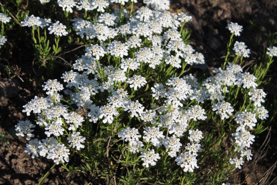Белые цветки Retama rhodorhizoides.