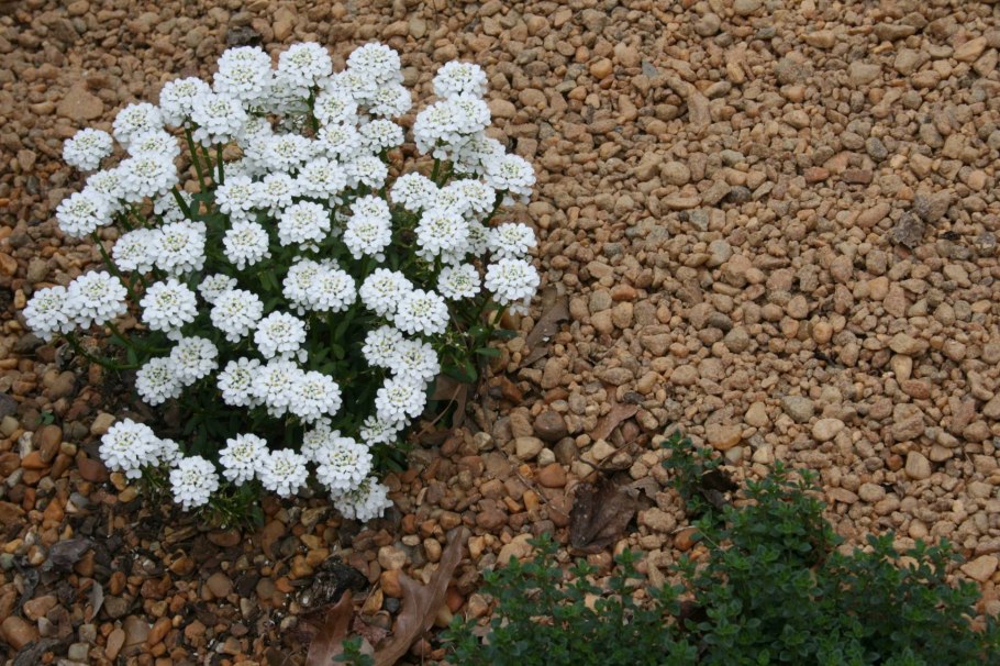 Иберис Крымский