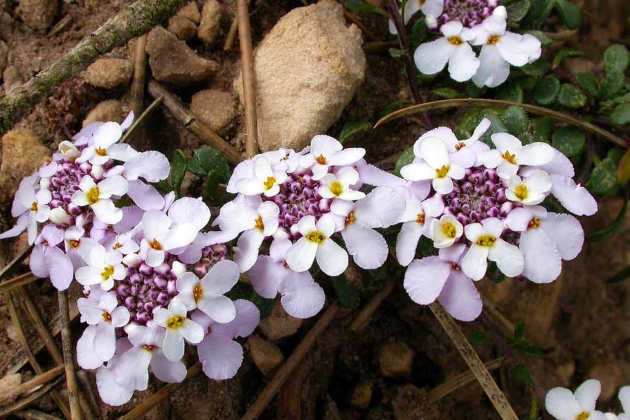 Иберийка Крымская