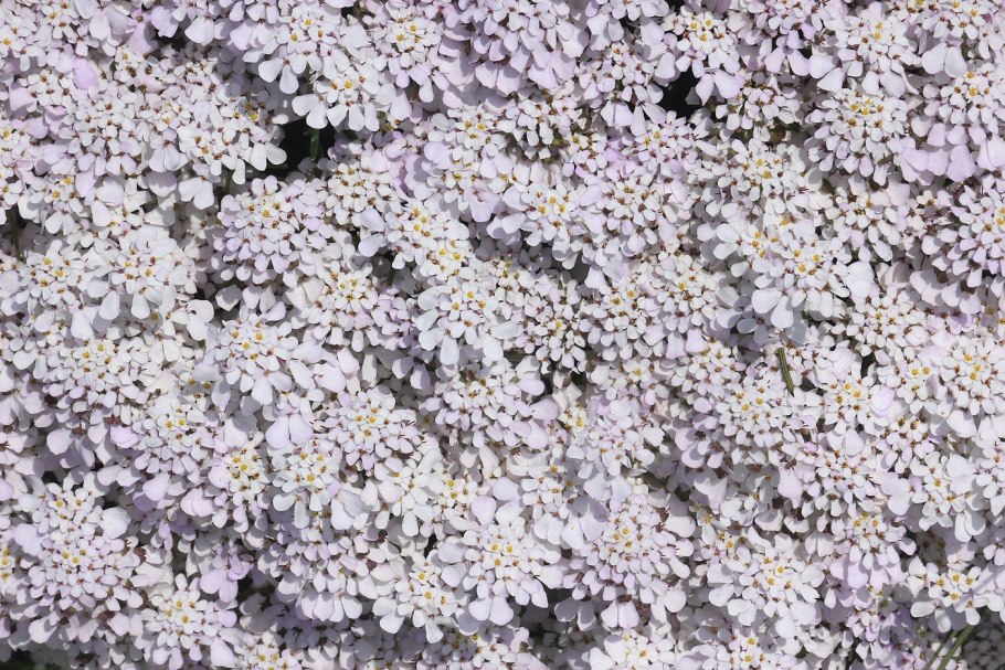 Иберис как обрезать чтоб получилось дерево