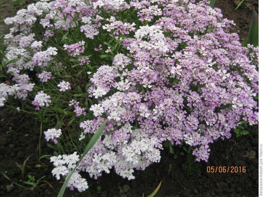 Иберис Жемчужная россыпь