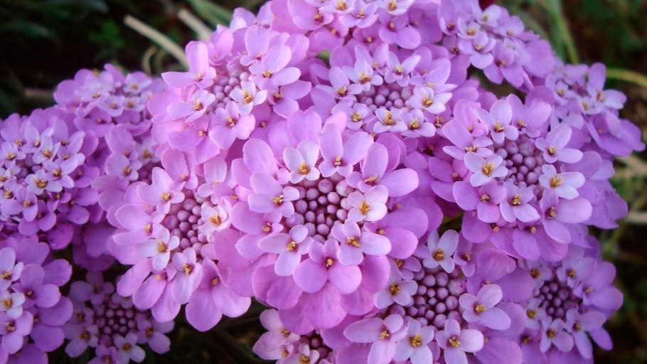 Иберис вечнозеленый