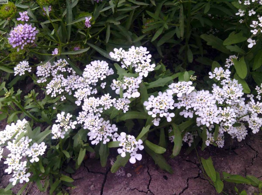 Иберис вечнозеленый — Iberis sempervirens