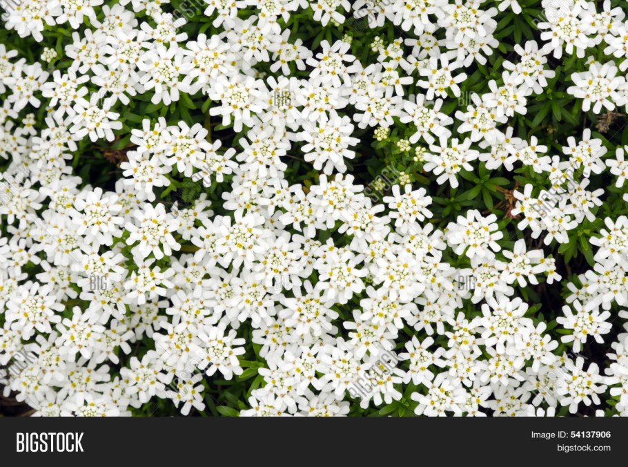 Иберис почвопокровный