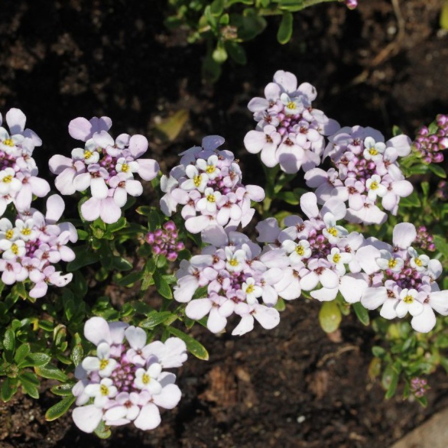 Иберис зончатый