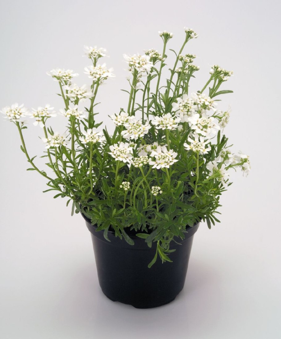 Иберис почва