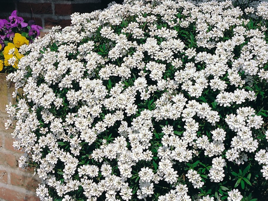 Gibraltar Candytuft