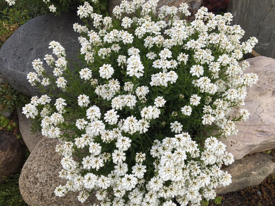 Лобулярия или иберис