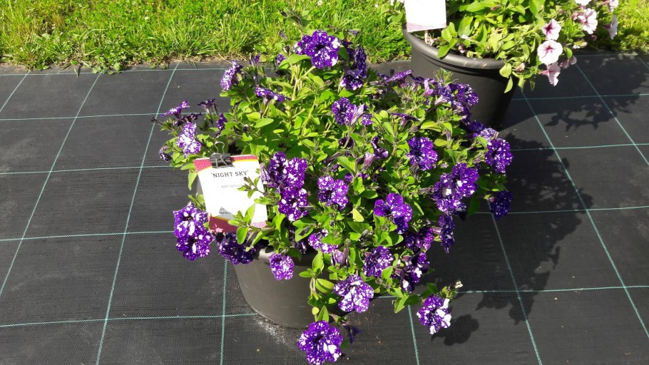 Иберис Ясколка