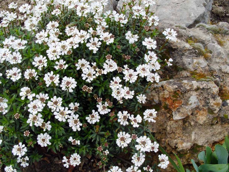 Иберис Амара