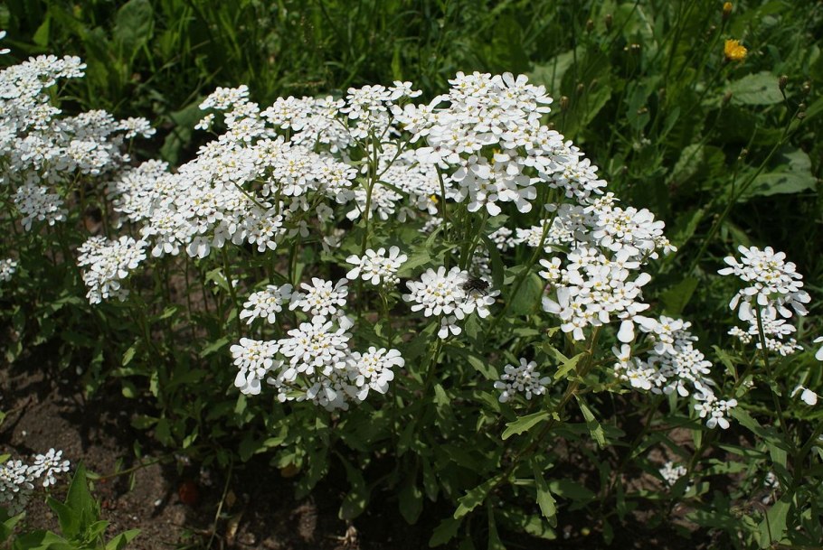 Иберис Сноуфлейк многолетний