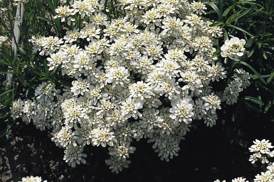 Анис многолетний