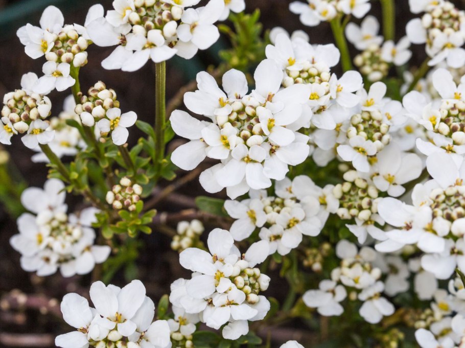 Иберис однолетний сорта