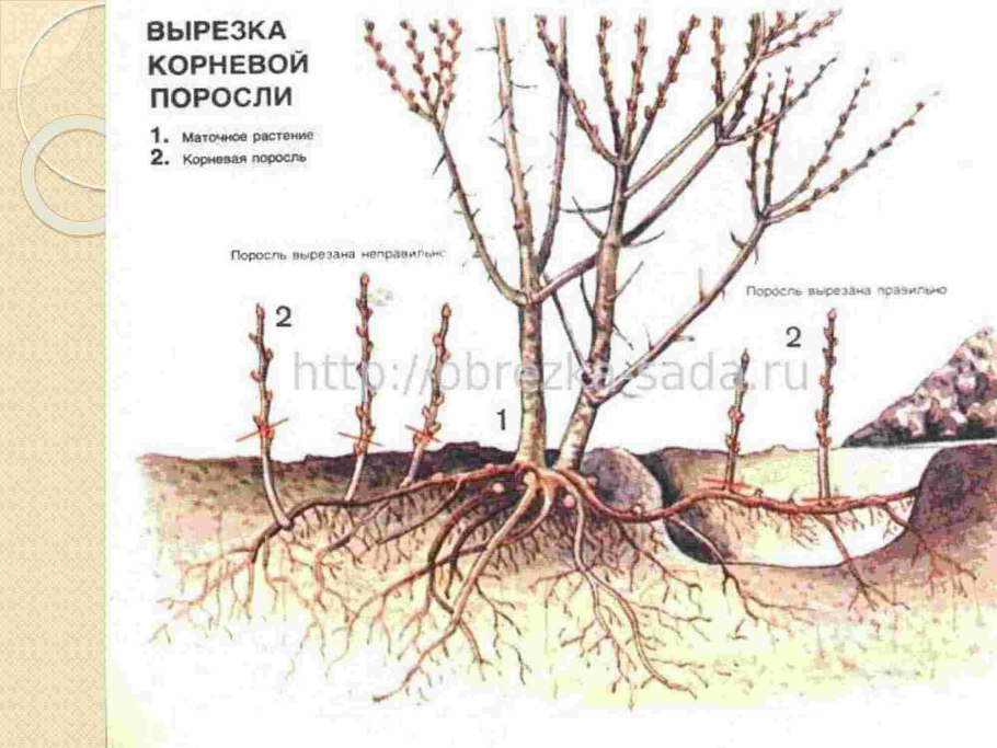 Корневая поросль вишни
