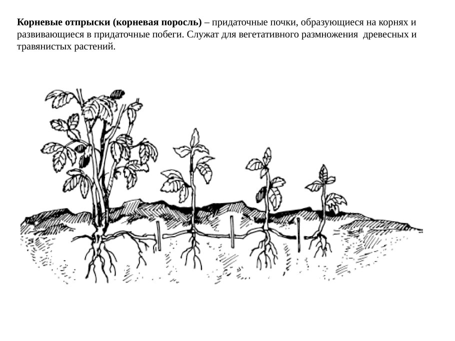 Корневые отпрыски малины