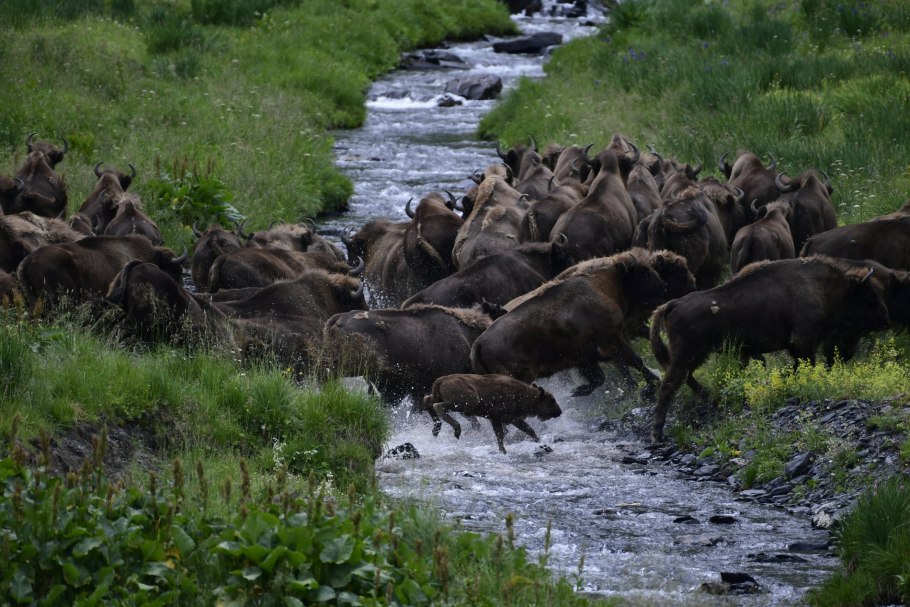 Рододендрон роза Хутор