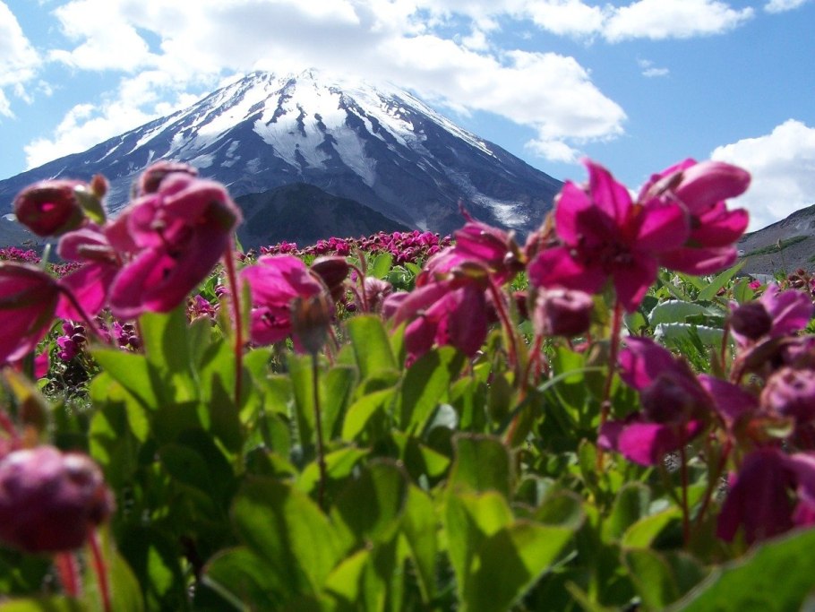 Серна в Кавказском биосферном заповеднике
