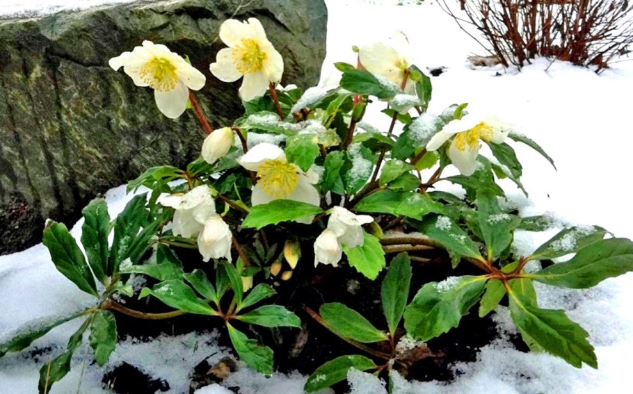 Рододендрон красная Поляна