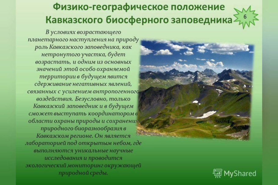 Морозник (Helleborus) кавказский