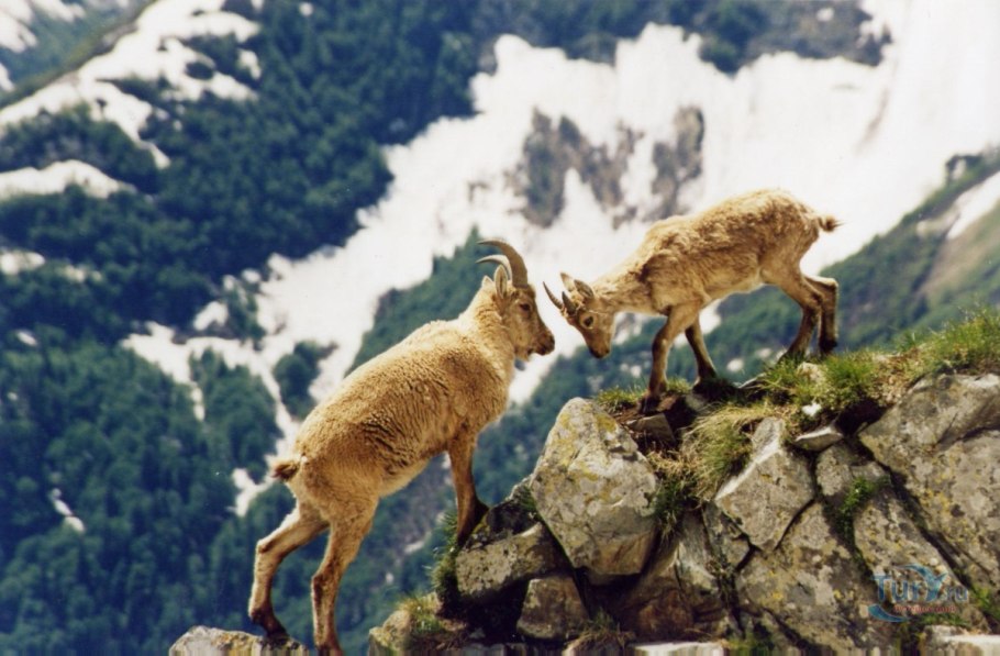 Кавказский заповедник Флора