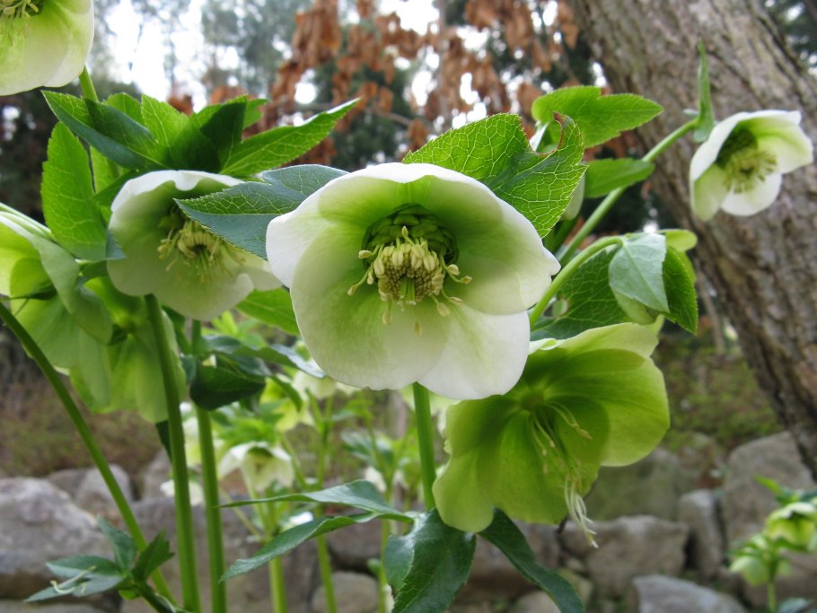 Морозник (Helleborus) кавказский