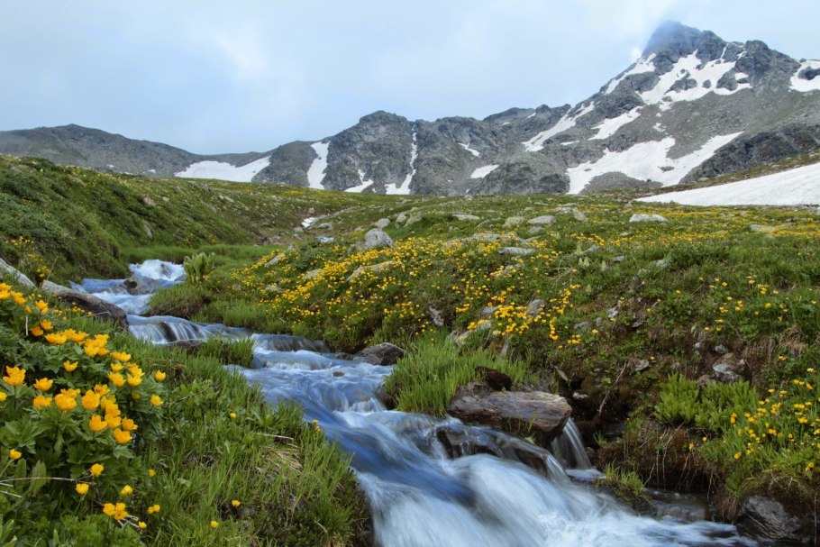 Морозник кавказский