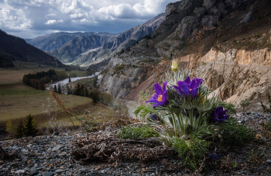 Кавказский биосферный заповедник Флора