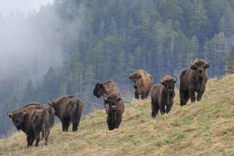 Альпийские Луга Северного Кавказа