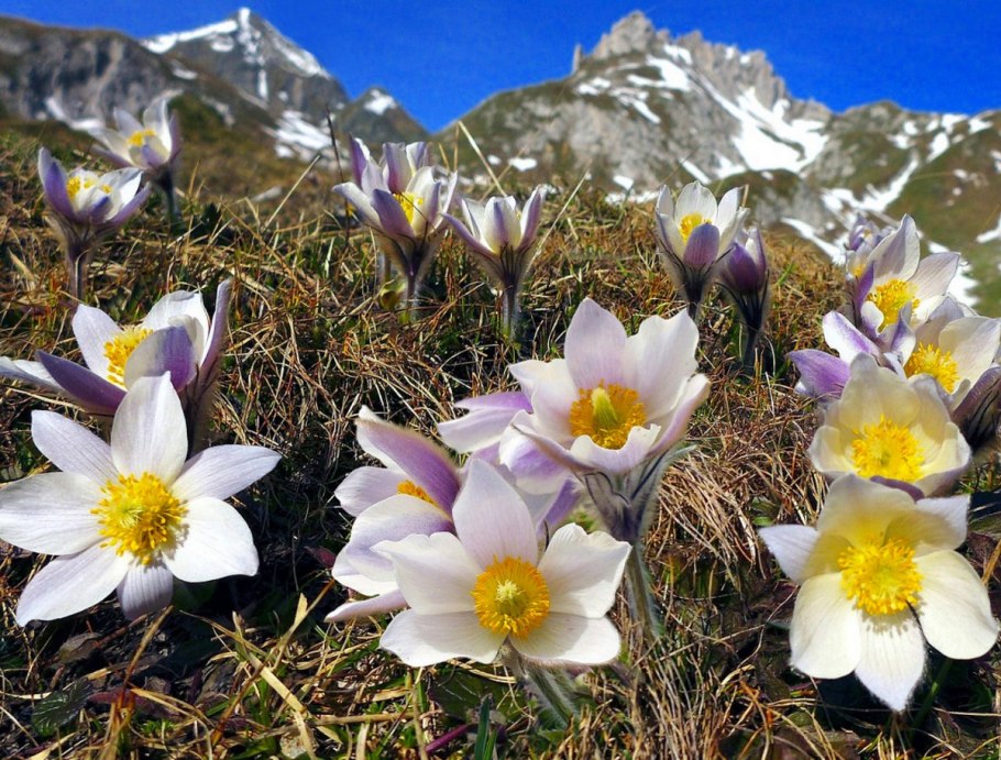 Ергаки Альпийские Луга