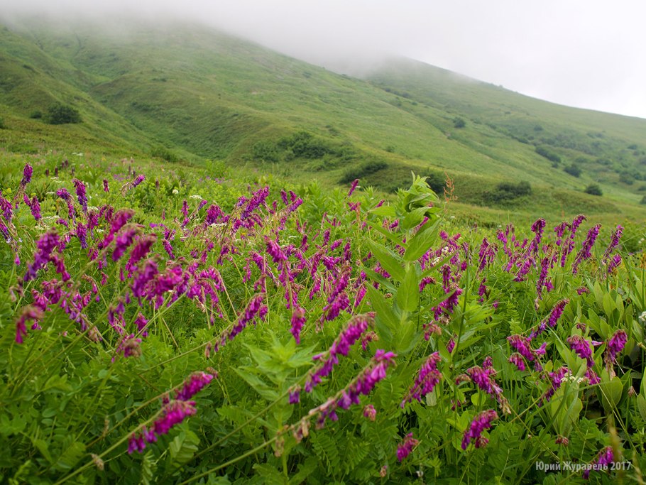 Морозник кавказский цветок