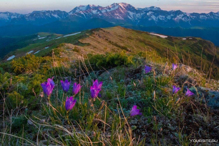 Кавказский биосферный заповедник Флора