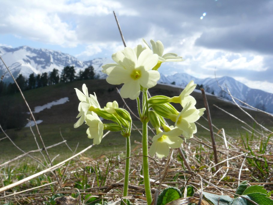 Морозник кавказский (Helleborus caucasicus)