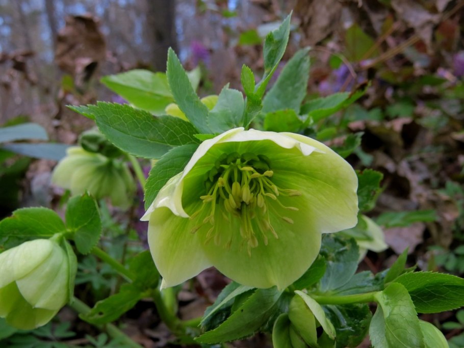Морозник (Helleborus) кавказский