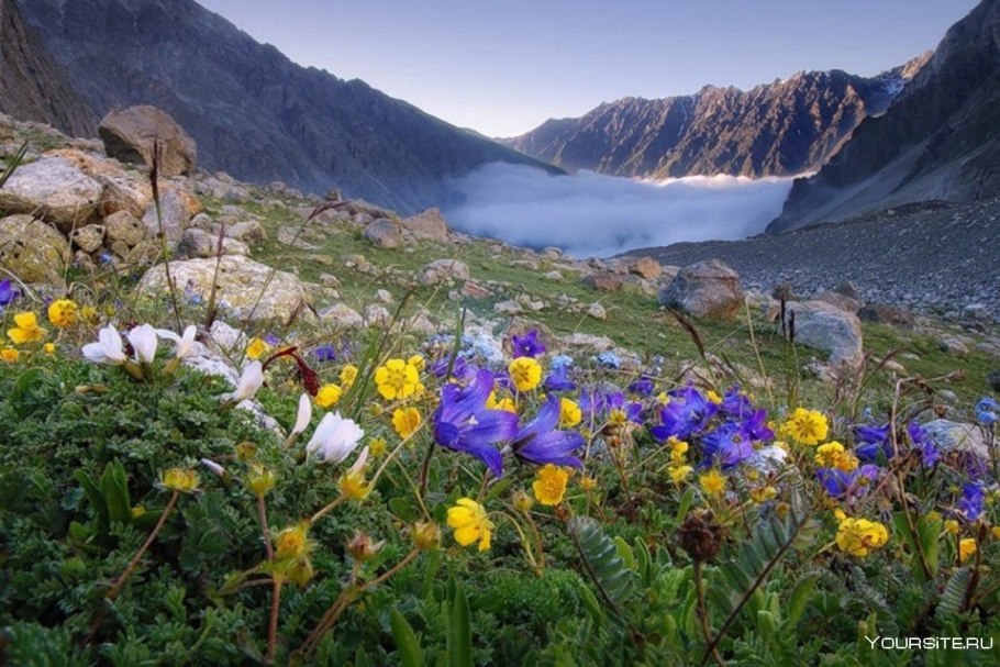 Кавказский биосферный заповедник растения