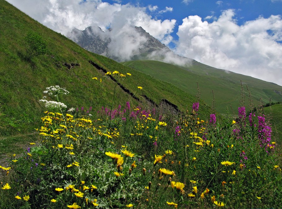 Ягода снежный морозник