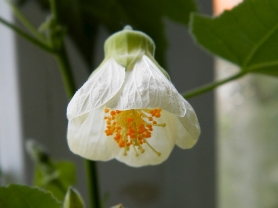 Abutilon pictum thompsonii