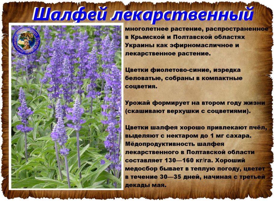 Медоносные травы для пчел