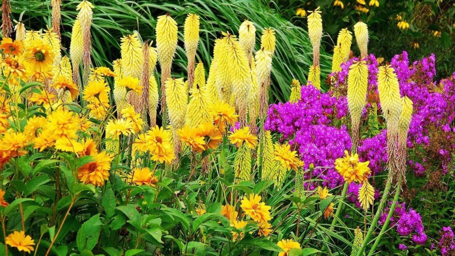 Поздноцветущие многолетники