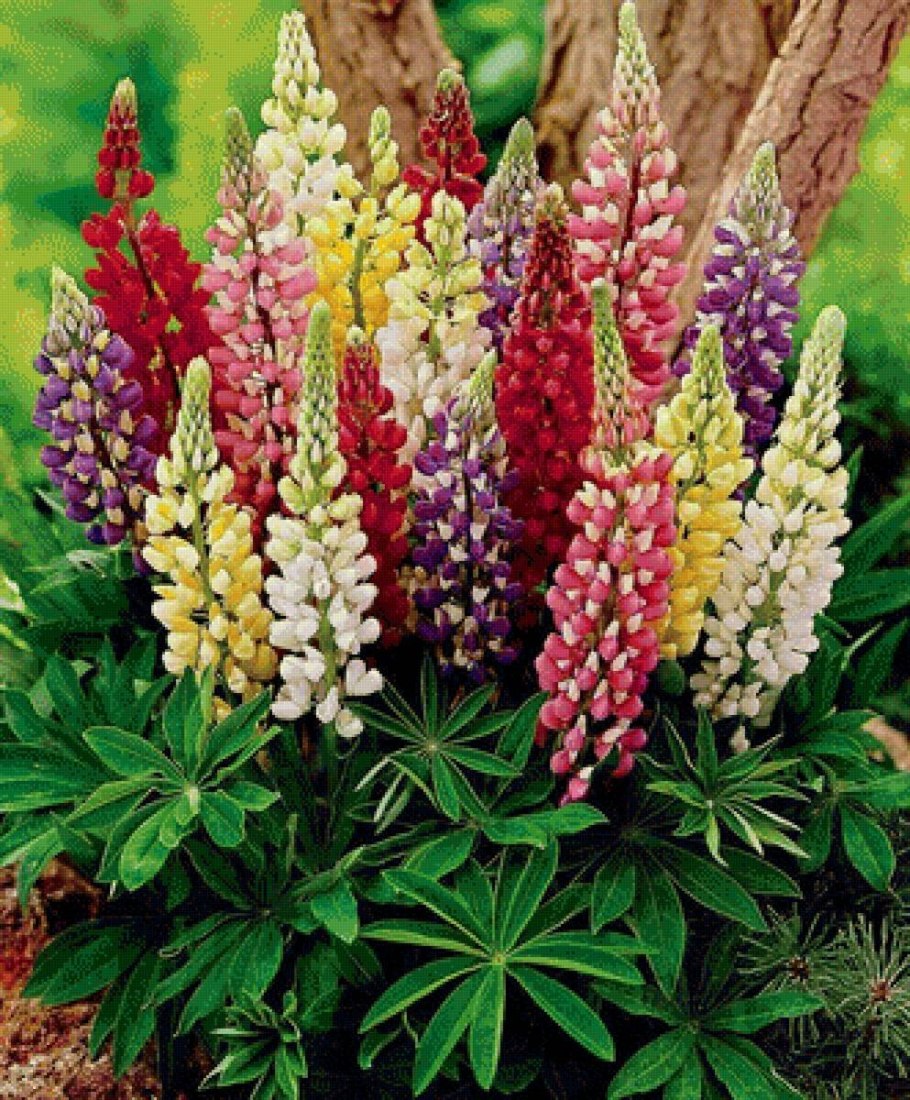 Сибирский сад интернет магазин каталог на 2022 многолетние цветы