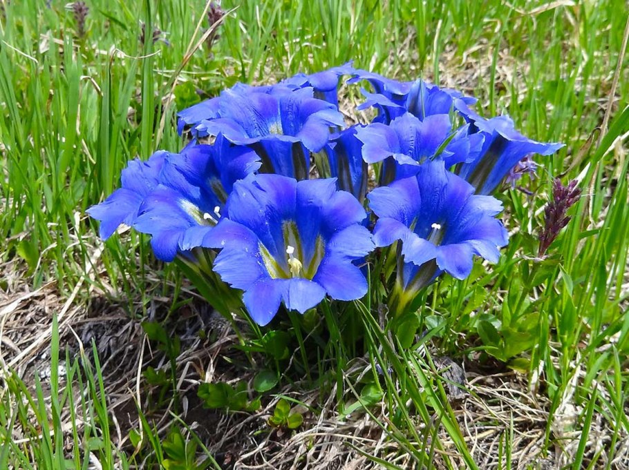 Дицентра сердце Жанетты