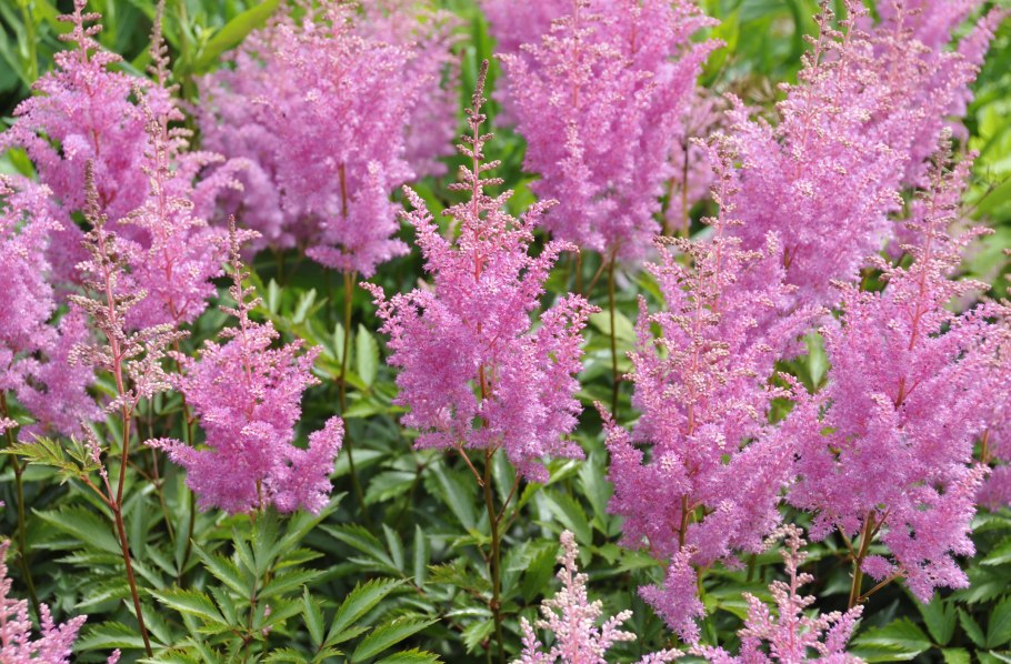 Примула Крещендо