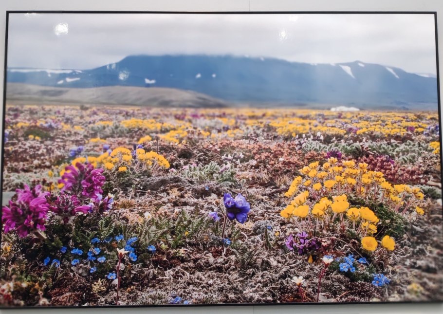 Остров Врангеля Флора