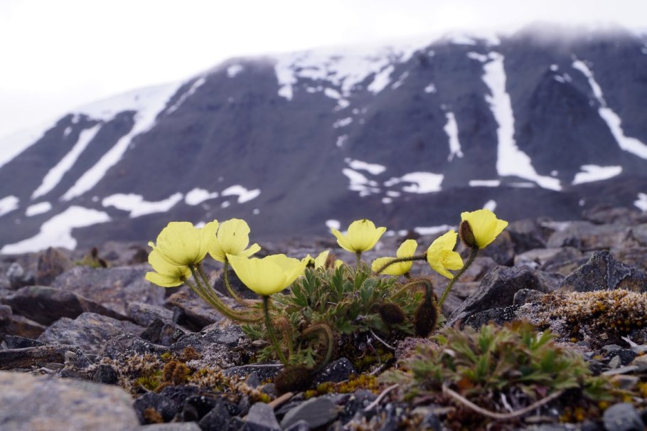 Арктическая тундра растения