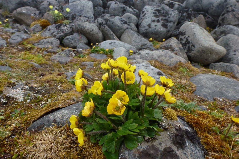 Арктические и антарктические пустыни животные и растения